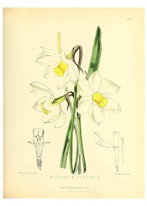 Image du vendeur pour Reproduccin/Reproduction 49694183756: The floral magazine;. London,L. Reeve & Co. mis en vente par EL BOLETIN