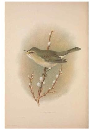 Image du vendeur pour Reproduccin/Reproduction 49716744256: The British warblers :. London :R.H. Porter .,1907-1914. mis en vente par EL BOLETIN