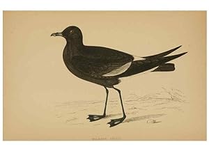 Image du vendeur pour Reproduccin/Reproduction 49679745617: A history of British birds. London,Groombridge and Sons,[1862?-1867?]. mis en vente par EL BOLETIN