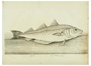 Imagen del vendedor de Reproduccin/Reproduction 49680604371: The history of esculent fish. London :Printed for Edward Jeffery ., Robert Faulder ., J. Cuthell, and J. Deighton . J. Walker ., Hamilton and Co.,1794. a la venta por EL BOLETIN