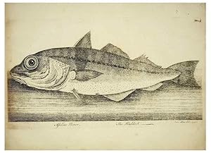 Imagen del vendedor de Reproduccin/Reproduction 49680892757: The history of esculent fish. London :Printed for Edward Jeffery ., Robert Faulder ., J. Cuthell, and J. Deighton . J. Walker ., Hamilton and Co.,1794. a la venta por EL BOLETIN