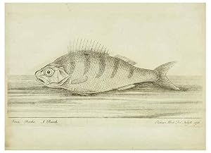 Imagen del vendedor de Reproduccin/Reproduction 49680602751: The history of esculent fish. London :Printed for Edward Jeffery ., Robert Faulder ., J. Cuthell, and J. Deighton . J. Walker ., Hamilton and Co.,1794. a la venta por EL BOLETIN