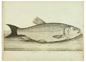 Imagen del vendedor de Reproduccin/Reproduction 49680892172: The history of esculent fish. London :Printed for Edward Jeffery ., Robert Faulder ., J. Cuthell, and J. Deighton . J. Walker ., Hamilton and Co.,1794. a la venta por EL BOLETIN