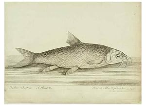 Imagen del vendedor de Reproduccin/Reproduction 49680068723: The history of esculent fish. London :Printed for Edward Jeffery ., Robert Faulder ., J. Cuthell, and J. Deighton . J. Walker ., Hamilton and Co.,1794. a la venta por EL BOLETIN