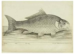 Imagen del vendedor de Reproduccin/Reproduction 49680891982: The history of esculent fish. London :Printed for Edward Jeffery ., Robert Faulder ., J. Cuthell, and J. Deighton . J. Walker ., Hamilton and Co.,1794. a la venta por EL BOLETIN