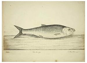 Imagen del vendedor de Reproduccin/Reproduction 49680069898: The history of esculent fish. London :Printed for Edward Jeffery ., Robert Faulder ., J. Cuthell, and J. Deighton . J. Walker ., Hamilton and Co.,1794. a la venta por EL BOLETIN