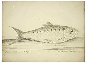 Imagen del vendedor de Reproduccin/Reproduction 49680894427: The history of esculent fish. London :Printed for Edward Jeffery ., Robert Faulder ., J. Cuthell, and J. Deighton . J. Walker ., Hamilton and Co.,1794. a la venta por EL BOLETIN