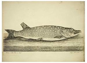 Imagen del vendedor de Reproduccin/Reproduction 49680894022: The history of esculent fish. London :Printed for Edward Jeffery ., Robert Faulder ., J. Cuthell, and J. Deighton . J. Walker ., Hamilton and Co.,1794. a la venta por EL BOLETIN