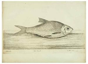 Imagen del vendedor de Reproduccin/Reproduction 49680603201: The history of esculent fish. London :Printed for Edward Jeffery ., Robert Faulder ., J. Cuthell, and J. Deighton . J. Walker ., Hamilton and Co.,1794. a la venta por EL BOLETIN