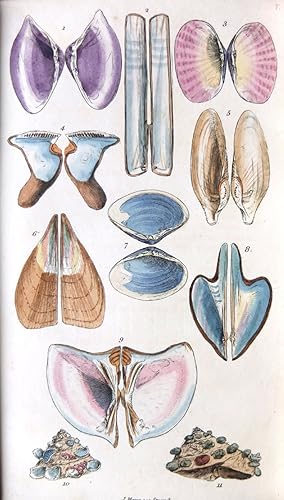 Bild des Verkufers fr Introduction to the study of conchology: describing the orders, genera, and species of shells: with observations on the nature and properties of the animals; and directions for collecting, preserving, and cleaning shells. zum Verkauf von Antiquariat Elvira Tasbach