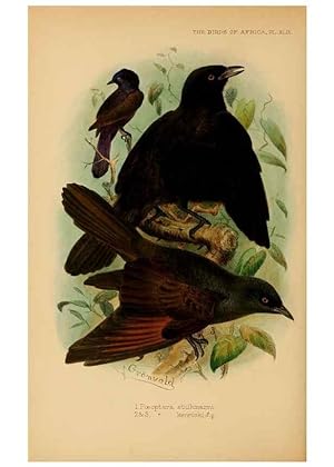 Seller image for Reproduccin/Reproduction 49656148382: The birds of Africa,. London,Published for the author by R.H. Porter (18 Princes Street, Cavendish Square, W.),1896-1912. for sale by EL BOLETIN