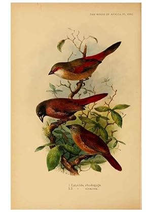 Seller image for Reproduccin/Reproduction 49655129576: The birds of Africa,. London,Published for the author by R.H. Porter (18 Princes Street, Cavendish Square, W.),1896-1912. for sale by EL BOLETIN