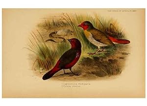 Seller image for Reproduccin/Reproduction 49655130091: The birds of Africa,. London,Published for the author by R.H. Porter (18 Princes Street, Cavendish Square, W.),1896-1912. for sale by EL BOLETIN