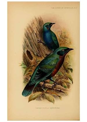 Seller image for Reproduccin/Reproduction 49655864976: The birds of Africa,. London,Published for the author by R.H. Porter (18 Princes Street, Cavendish Square, W.),1896-1912. for sale by EL BOLETIN