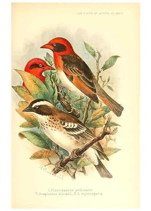 Seller image for Reproduccin/Reproduction 49654671913: The birds of Africa,. London,Published for the author by R.H. Porter (18 Princes Street, Cavendish Square, W.),1896-1912. for sale by EL BOLETIN