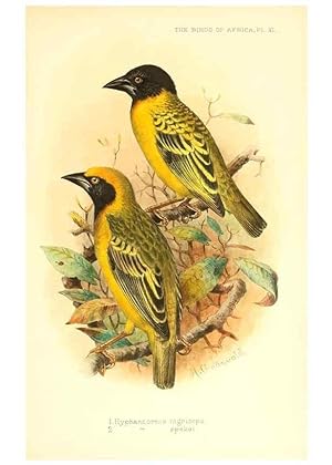 Seller image for Reproduccin/Reproduction 49655490132: The birds of Africa,. London,Published for the author by R.H. Porter (18 Princes Street, Cavendish Square, W.),1896-1912. for sale by EL BOLETIN