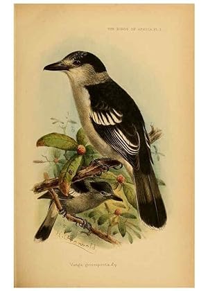 Seller image for Reproduccin/Reproduction 49655918136: The birds of Africa,. London,Published for the author by R.H. Porter (18 Princes Street, Cavendish Square, W.),1896-1912. for sale by EL BOLETIN