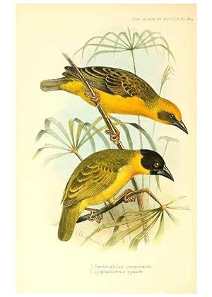 Seller image for Reproduccin/Reproduction 49654673008: The birds of Africa,. London,Published for the author by R.H. Porter (18 Princes Street, Cavendish Square, W.),1896-1912. for sale by EL BOLETIN