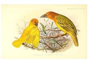Seller image for Reproduccin/Reproduction 49655490667: The birds of Africa,. London,Published for the author by R.H. Porter (18 Princes Street, Cavendish Square, W.),1896-1912. for sale by EL BOLETIN