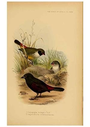 Seller image for Reproduccin/Reproduction 49655129796: The birds of Africa,. London,Published for the author by R.H. Porter (18 Princes Street, Cavendish Square, W.),1896-1912. for sale by EL BOLETIN