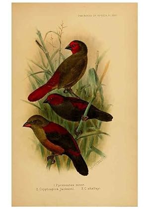 Seller image for Reproduccin/Reproduction 49655130266: The birds of Africa,. London,Published for the author by R.H. Porter (18 Princes Street, Cavendish Square, W.),1896-1912. for sale by EL BOLETIN