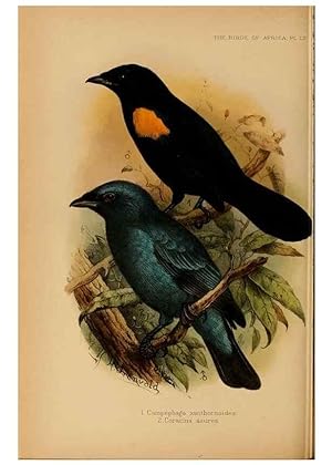 Seller image for Reproduccin/Reproduction 49656199442: The birds of Africa,. London,Published for the author by R.H. Porter (18 Princes Street, Cavendish Square, W.),1896-1912. for sale by EL BOLETIN
