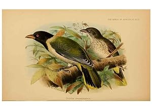 Seller image for Reproduccin/Reproduction 49655327128: The birds of Africa,. London,Published for the author by R.H. Porter (18 Princes Street, Cavendish Square, W.),1896-1912. for sale by EL BOLETIN
