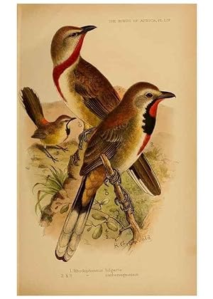 Seller image for Reproduccin/Reproduction 49655919016: The birds of Africa,. London,Published for the author by R.H. Porter (18 Princes Street, Cavendish Square, W.),1896-1912. for sale by EL BOLETIN