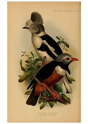 Seller image for Reproduccin/Reproduction 49655919996: The birds of Africa,. London,Published for the author by R.H. Porter (18 Princes Street, Cavendish Square, W.),1896-1912. for sale by EL BOLETIN