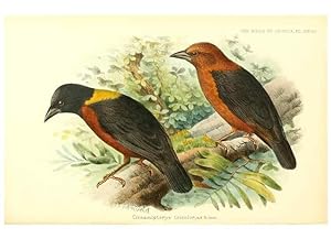 Seller image for Reproduccin/Reproduction 49655489537: The birds of Africa,. London,Published for the author by R.H. Porter (18 Princes Street, Cavendish Square, W.),1896-1912. for sale by EL BOLETIN