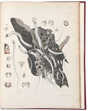 Bild des Verkufers fr Illustrations of the Recent Conchology of Great Britain and Ireland, with the description and localities of all the species, marine, land, and fresh water . Second Edition, greatly enlarged zum Verkauf von Donald A. Heald Rare Books (ABAA)