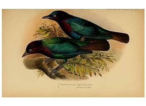 Seller image for Reproduccin/Reproduction 49655865221: The birds of Africa,. London,Published for the author by R.H. Porter (18 Princes Street, Cavendish Square, W.),1896-1912. for sale by EL BOLETIN