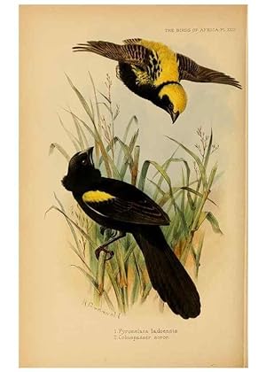 Seller image for Reproduccin/Reproduction 49655128826: The birds of Africa,. London,Published for the author by R.H. Porter (18 Princes Street, Cavendish Square, W.),1896-1912. for sale by EL BOLETIN