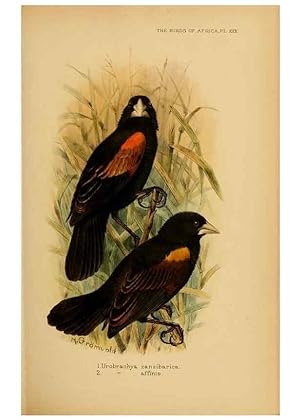 Seller image for Reproduccin/Reproduction 49654591133: The birds of Africa,. London,Published for the author by R.H. Porter (18 Princes Street, Cavendish Square, W.),1896-1912. for sale by EL BOLETIN