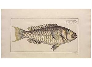 Image du vendeur pour Reproduccin/Reproduction 49774613782: Ichtyologie, ou, Histoire naturelle, ge?ne?rale et particulie`re des poissons :. A Berlin :Chez lauteur, & chez Franc?ois de la Garde libraire,1785-1797. mis en vente par EL BOLETIN