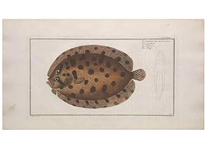 Image du vendeur pour Reproduccin/Reproduction 49773182628: Ichtyologie, ou, Histoire naturelle, ge?ne?rale et particulie`re des poissons :. A Berlin :Chez lauteur, & chez Franc?ois de la Garde libraire,1785-1797. mis en vente par EL BOLETIN