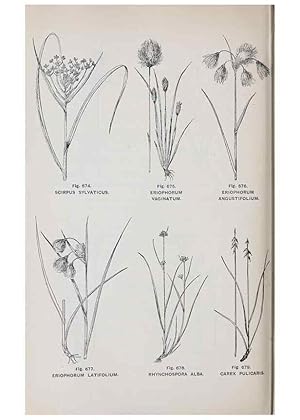 Imagen del vendedor de Reproduccin/Reproduction 49743618302: The flora of the Liverpool district /. Liverpool :D. Marples & Co.,1902. a la venta por EL BOLETIN
