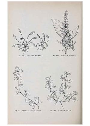 Imagen del vendedor de Reproduccin/Reproduction 49742733058: The flora of the Liverpool district /. Liverpool :D. Marples & Co.,1902. a la venta por EL BOLETIN