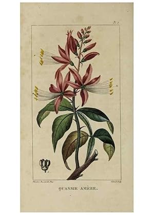 Image du vendeur pour Reproduccin/Reproduction 49743169146: Flore pittoresque et me?dicale des Antilles, ou, Histoire naturelle des plantes usuelles des colonies franc?aises, anglaises, espagnoles, et portugaises /. Paris :Ches lEditeur,1833. mis en vente par EL BOLETIN