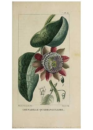 Image du vendeur pour Reproduccin/Reproduction 49743187146: Flore pittoresque et me?dicale des Antilles, ou, Histoire naturelle des plantes usuelles des colonies franc?aises, anglaises, espagnoles, et portugaises /. Paris :Ches lEditeur,1833. mis en vente par EL BOLETIN