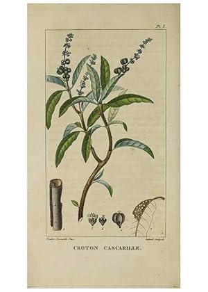 Image du vendeur pour Reproduccin/Reproduction 49742619288: Flore pittoresque et me?dicale des Antilles, ou, Histoire naturelle des plantes usuelles des colonies franc?aises, anglaises, espagnoles, et portugaises /. Paris :Ches lEditeur,1833. mis en vente par EL BOLETIN