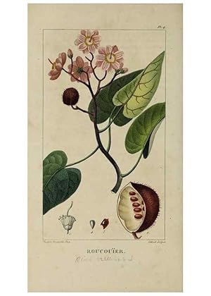 Image du vendeur pour Reproduccin/Reproduction 49742619573: Flore pittoresque et me?dicale des Antilles, ou, Histoire naturelle des plantes usuelles des colonies franc?aises, anglaises, espagnoles, et portugaises /. Paris :Ches lEditeur,1833. mis en vente par EL BOLETIN