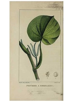 Image du vendeur pour Reproduccin/Reproduction 49743178906: Flore pittoresque et me?dicale des Antilles, ou, Histoire naturelle des plantes usuelles des colonies franc?aises, anglaises, espagnoles, et portugaises /. Paris :Ches lEditeur,1833. mis en vente par EL BOLETIN