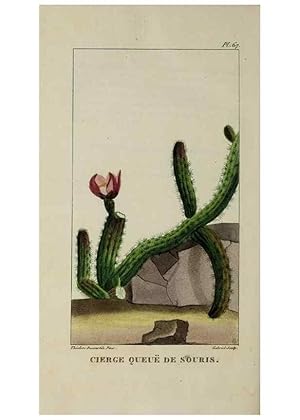 Image du vendeur pour Reproduccin/Reproduction 49743189431: Flore pittoresque et me?dicale des Antilles, ou, Histoire naturelle des plantes usuelles des colonies franc?aises, anglaises, espagnoles, et portugaises /. Paris :Ches lEditeur,1833. mis en vente par EL BOLETIN