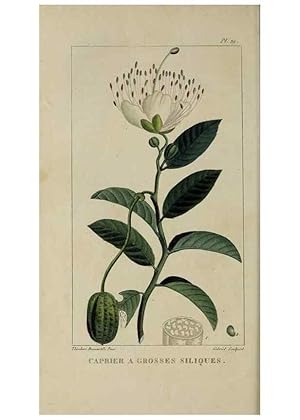 Image du vendeur pour Reproduccin/Reproduction 49742627048: Flore pittoresque et me?dicale des Antilles, ou, Histoire naturelle des plantes usuelles des colonies franc?aises, anglaises, espagnoles, et portugaises /. Paris :Ches lEditeur,1833. mis en vente par EL BOLETIN