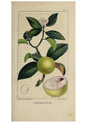 Image du vendeur pour Reproduccin/Reproduction 49743174651: Flore pittoresque et me?dicale des Antilles, ou, Histoire naturelle des plantes usuelles des colonies franc?aises, anglaises, espagnoles, et portugaises /. Paris :Ches lEditeur,1833. mis en vente par EL BOLETIN