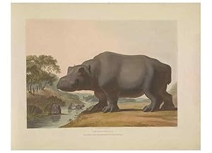 Seller image for Reproduccin/Reproduction 49752708573: [African scenery and animals]. London,1804-05. for sale by EL BOLETIN