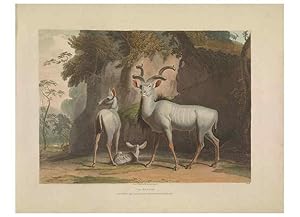 Seller image for Reproduccin/Reproduction 49752707333: [African scenery and animals]. London,1804-05. for sale by EL BOLETIN