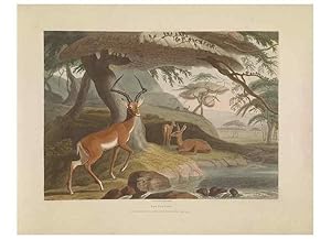 Seller image for Reproduccin/Reproduction 49753576282: [African scenery and animals]. London,1804-05. for sale by EL BOLETIN