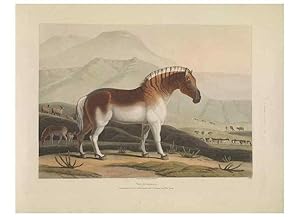 Seller image for Reproduccin/Reproduction 49752709303: [African scenery and animals]. London,1804-05. for sale by EL BOLETIN